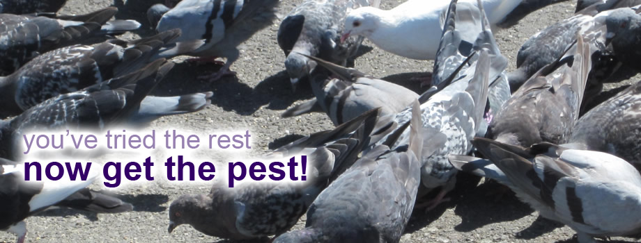 Ace Pest Control
