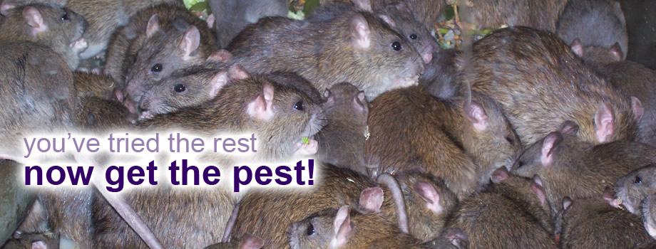 Ace Pest Control