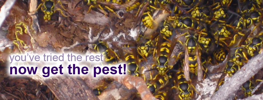 Ace Pest Control