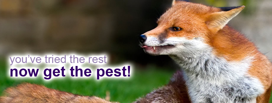Ace Pest Control