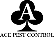 Pest Control Services in North London and Hertfordshire
